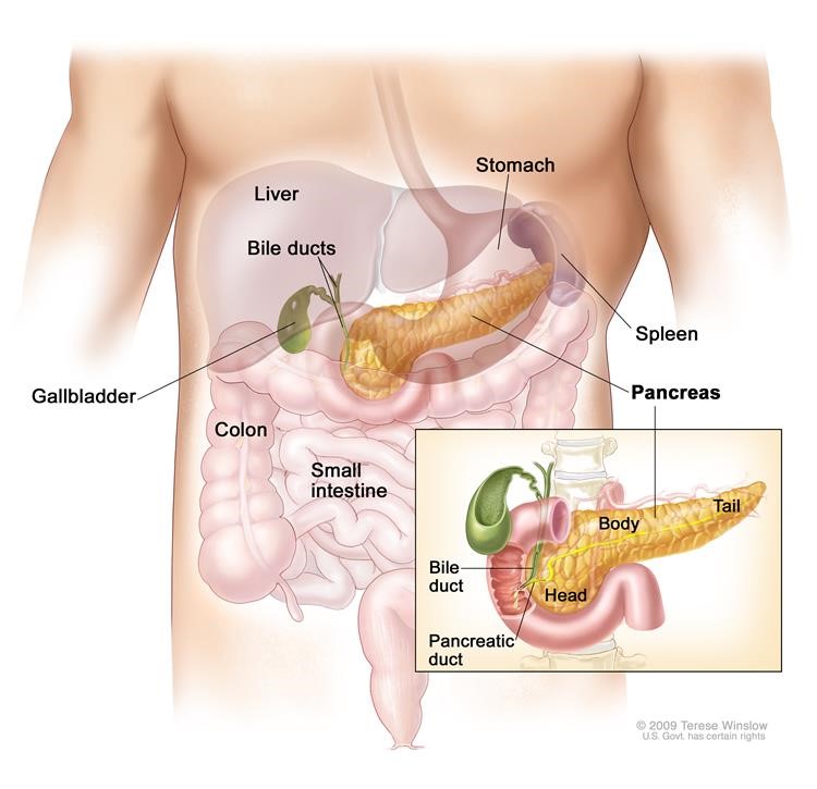 Illustrated diagram of pancreas